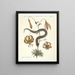 Pesci, serpenti, insetti e alcuni altri animali, così come alcune immagini di piante Pl056 - Mark Catesby — quadro incorniciato alla parete