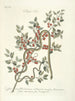 Pesci, serpenti, insetti e alcuni altri animali, così come alcune foto di piante Pl057 - Mark Catesby — vista dell’opera