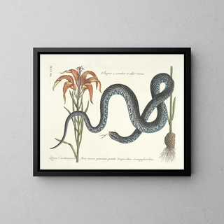 Mark Catesby - Piscium serpentum insectorum aliorumque nonnullorum animalum nec non plantarum quarundam imagines Pl058.webp