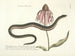 Immagini di pesci, serpenti, insetti e altri animali così come di alcune piante Pl059 - Mark Catesby — vista dell’opera