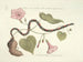 Immagini di pesci, serpenti, insetti e altri animali così come di alcune piante Pl060 - Mark Catesby — vista dell’opera