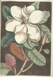 Piscium serpentum insectorum aliorumque nonnullorum animalum nec non plantarum quarundam imagines Pl061 - Mark Catesby — vista dell’opera