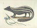 Immagini di pesci, serpenti, insetti e altri animali così come di alcune piante Pl062 - Mark Catesby — vista dell’opera