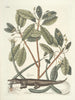 Pesci, serpenti, insetti e alcuni altri animali, così come alcune foto di piante Pl063 - Mark Catesby — vista dell’opera