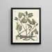 Pesci, serpenti, insetti e alcuni altri animali, così come alcune foto di piante Pl063 - Mark Catesby — quadro incorniciato alla parete
