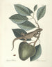 Pesci, serpenti, insetti e alcuni altri animali, così come alcune foto di piante Pl064 - Mark Catesby — vista dell’opera