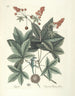 Pesci, serpenti, insetti e alcuni altri animali, così come alcune foto di piante Pl065 - Mark Catesby — vista dell’opera