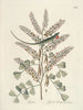 Pesci, serpenti, insetti e alcuni altri animali, così come alcune immagini di piante Pl066 - Mark Catesby — vista dell’opera