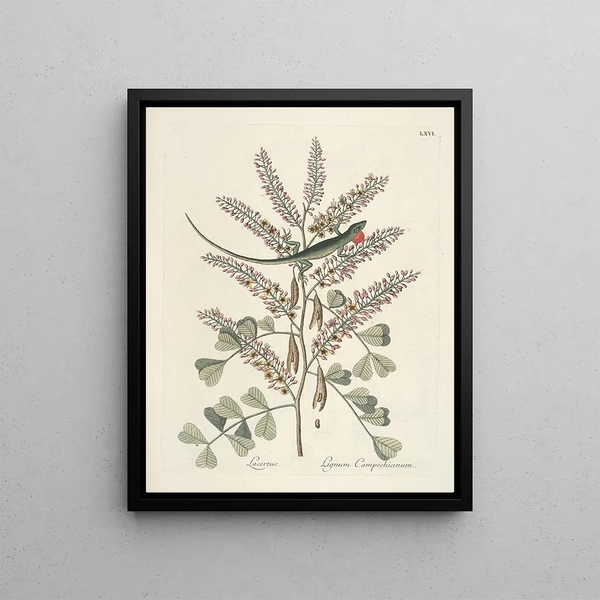 Mark Catesby - Piscium serpentum insectorum aliorumque nonnullorum animalum nec non plantarum quarundam imagines Pl066.webp