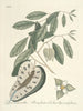 Pesci, serpenti, insetti e alcuni altri animali, così come alcune foto di piante Pl067 - Mark Catesby — vista dell’opera