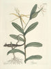 Pesci, serpenti, insetti e alcuni altri animali, così come alcune immagini di piante Pl068 - Mark Catesby — vista dell’opera