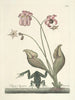 Pesci, serpenti, insetti e alcuni altri animali, così come alcune immagini di piante Pl070 - Mark Catesby — vista dell’opera