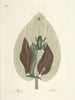 Pesci, serpenti, insetti e alcuni altri animali, così come alcune foto di piante Pl071 - Mark Catesby — vista dell’opera