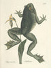 Pesci, serpenti, insetti e alcuni altri animali, così come alcune foto di piante Pl072 - Mark Catesby — vista dell’opera