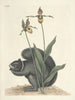 Pesci, serpenti, insetti e alcuni altri animali, così come alcune immagini di piante Pl073 - Mark Catesby — vista dell’opera