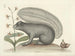 Immagini di pesci, serpenti, insetti e altri animali così come di alcune piante Pl074 - Mark Catesby — vista dell’opera