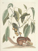 Pesci, serpenti, insetti e alcuni altri animali, così come alcune foto di piante Pl075 - Mark Catesby — vista dell’opera