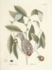 Pesci, serpenti, insetti e alcuni altri animali, così come alcune immagini di piante Pl076 - Mark Catesby — vista dell’opera