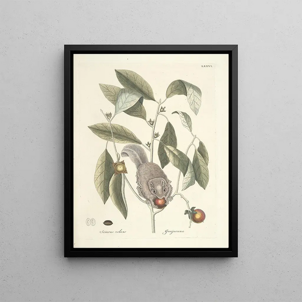 Mark Catesby - Piscium serpentum insectorum aliorumque nonnullorum animalum nec non plantarum quarundam imagines Pl076.webp
