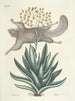 Pesci, serpenti, insetti e alcuni altri animali, così come alcune foto di piante Pl077 - Mark Catesby — vista dell’opera