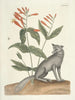 Pesci, serpenti, insetti e alcuni altri animali, così come alcune immagini di piante Pl078 - Mark Catesby — vista dell’opera
