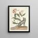 Pesci, serpenti, insetti e alcuni altri animali, così come alcune immagini di piante Pl078 - Mark Catesby — quadro incorniciato alla parete