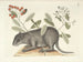 Immagini di pesci, serpenti, insetti e altri animali così come di alcune piante Pl079 - Mark Catesby — vista dell’opera