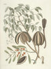 Poissons, serpenti, insetti e alcuni altri animali, così come alcune foto di piante Pl081 - Mark Catesby — vista dell’opera