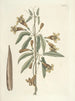 Pesci, serpenti, insetti e alcuni altri animali, così come alcune foto di piante Pl082 - Mark Catesby — vista dell’opera