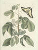 Pesci, serpenti, insetti e alcuni altri animali, così come alcune immagini di piante Pl083 - Mark Catesby — vista dell’opera