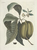Pesci, serpenti, insetti e alcuni altri animali, così come alcune foto di piante Pl085 - Mark Catesby — vista dell’opera