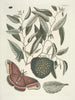 Poissons, serpenti, insetti e alcuni altri animali, così come alcune immagini di piante Pl086 - Mark Catesby — vista dell’opera