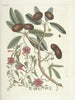 Pesci, serpenti, insetti e alcuni altri animali, così come alcune immagini di piante Pl087 - Mark Catesby — vista dell’opera
