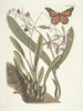Pesci, serpenti, insetti e alcuni altri animali, così come alcune foto di piante Pl088 - Mark Catesby — vista dell’opera