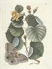 Pesci, serpenti, insetti e alcuni altri animali, così come alcune immagini di piante Pl090 - Mark Catesby — vista dell’opera