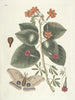 Pesci, serpenti, insetti e alcuni altri animali, così come alcune immagini di piante Pl091 - Mark Catesby — vista dell’opera