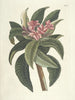 Pesci, serpenti, insetti e alcuni altri animali, così come alcune immagini di piante Pl092 - Mark Catesby — vista dell’opera