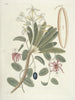Pesci, serpenti, insetti e alcuni altri animali, così come alcune immagini di piante Pl093 - Mark Catesby — vista dell’opera