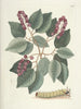 Pesci, serpenti, insetti e alcuni altri animali, così come alcune immagini di piante Pl094 - Mark Catesby — vista dell’opera