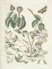 Pesci, serpenti, insetti e alcuni altri animali, così come alcune foto di piante Pl095 - Mark Catesby — vista dell’opera