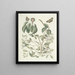 Pesci, serpenti, insetti e alcuni altri animali, così come alcune foto di piante Pl095 - Mark Catesby — quadro incorniciato alla parete