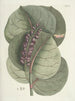 Pesci, serpenti, insetti e alcuni altri animali, così come alcune immagini di piante Pl096 - Mark Catesby — vista dell’opera