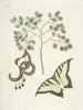 Pesci, serpenti, insetti e alcuni altri animali, così come alcune immagini di piante Pl097 - Mark Catesby — vista dell’opera