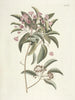 Pesci, serpenti, insetti e alcuni altri animali, così come alcune immagini di piante Pl098 - Mark Catesby — vista dell’opera