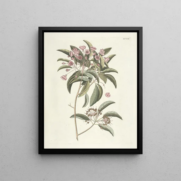 Mark Catesby - Piscium serpentum insectorum aliorumque nonnullorum animalum nec non plantarum quarundam imagines Pl098.webp