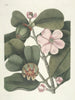 Pesci, serpenti, insetti e alcuni altri animali, così come alcune immagini di piante Pl099 - Mark Catesby — vista dell’opera