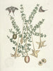 Pesci, serpenti, insetti e alcuni altri animali, così come alcune foto di piante Pl100 - Mark Catesby — vista dell’opera