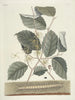 Pesci, serpenti, insetti e alcuni altri animali, così come alcune foto di piante Pl101 - Mark Catesby — vista dell’opera