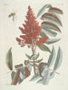 Pesci, serpenti, insetti e alcuni altri animali, così come alcune foto di piante Pl102 - Mark Catesby — vista dell’opera