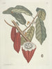 Pesci, serpenti, insetti e alcuni altri animali, così come alcune foto di piante Pl103 - Mark Catesby — vista dell’opera